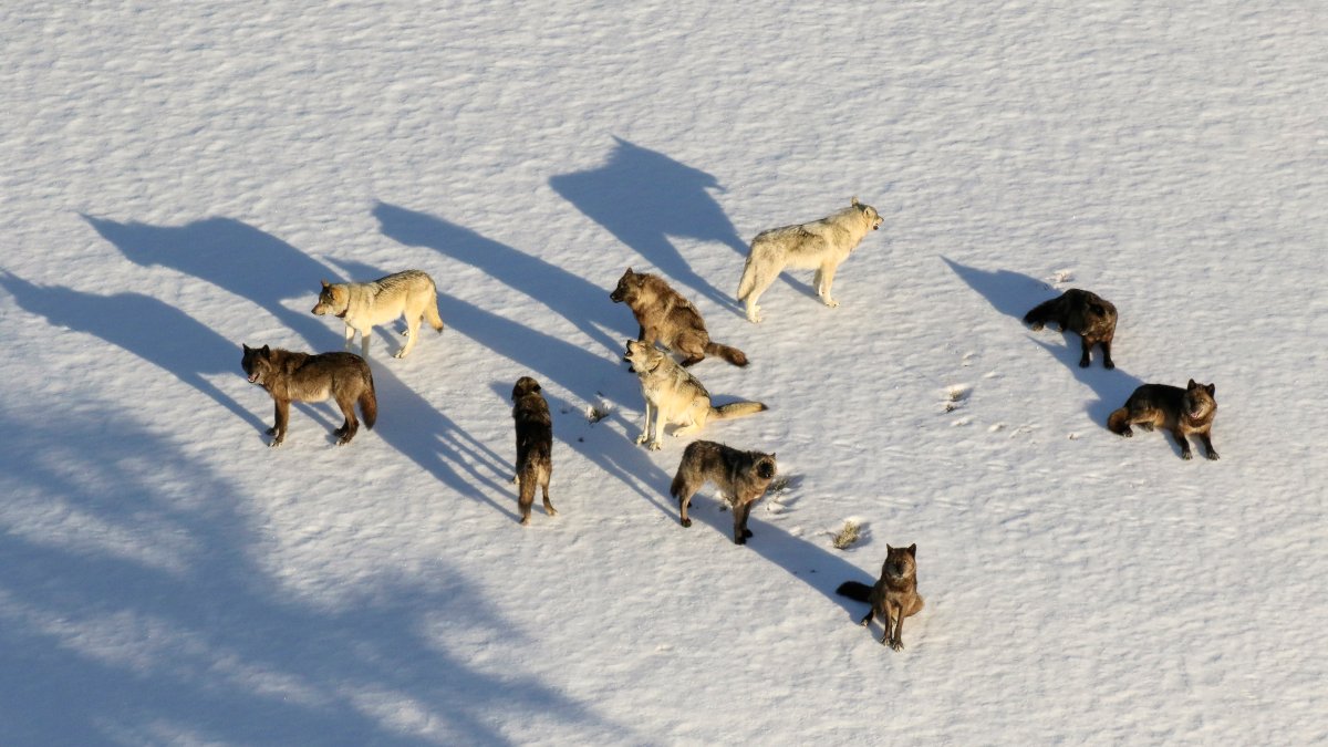 Montana Curbs Wolf Hunt After 23 From Yellowstone Killed – NBC Chicago - Vimarsana News