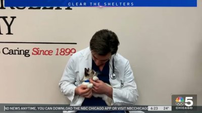 Clear the Shelters: Day of Service Event