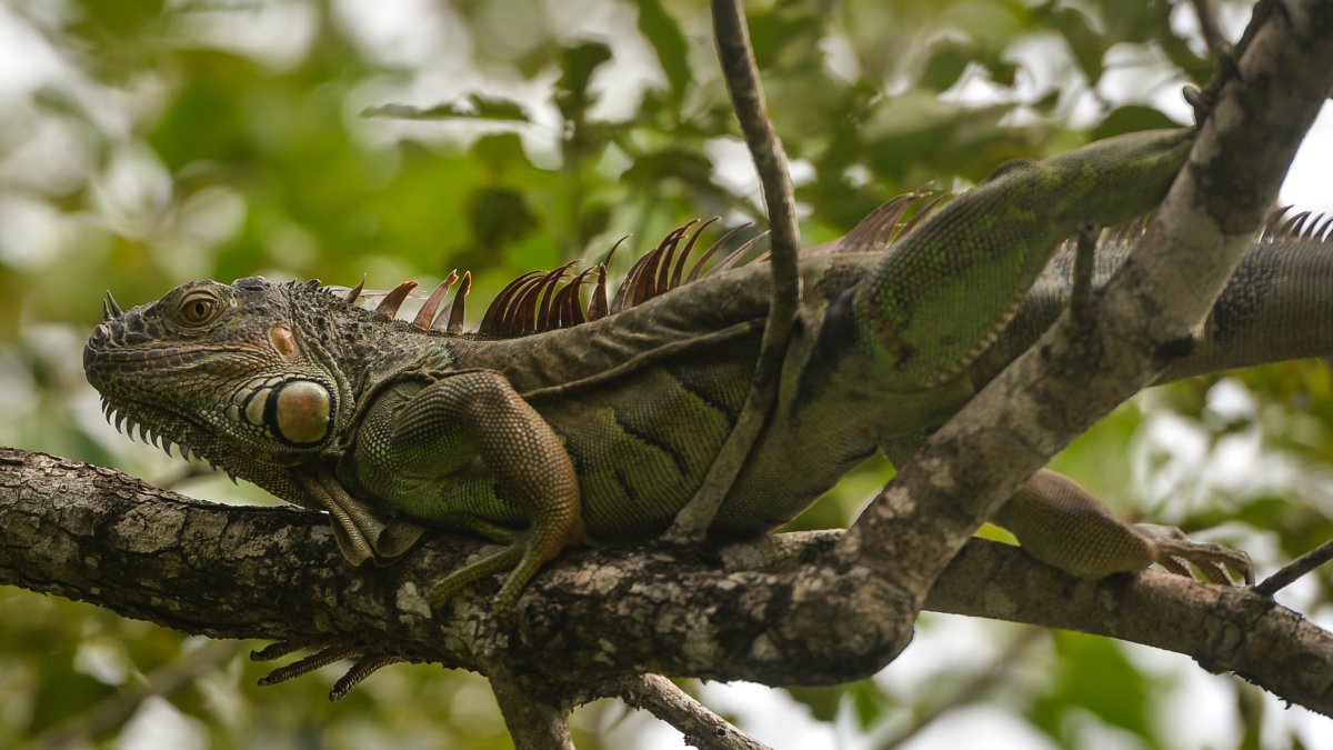 Frozen Iguanas Fall From Trees in Florida – NBC Chicago - Vimarsana News