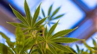 Cannabis leaves sit on plants growing in a greenhouse in the GW Pharmaceuticals Plc facility in Sittingboune, U.K. on Monday, Oct. 29, 2018.