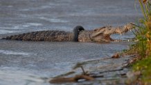 A crocodile with a motorcycle tire stuck around its neck basks on a riverbank in Palu, Central Sulawesi on Jan. 18, 2020. The wild crocodile that has the used tire stuck around its neck for six years has finally been freed by an Indonesian bird catcher in a tireless effort that wildlife conservation officials hailed as a milestone. (AP Photo/Mohammad Taufan)