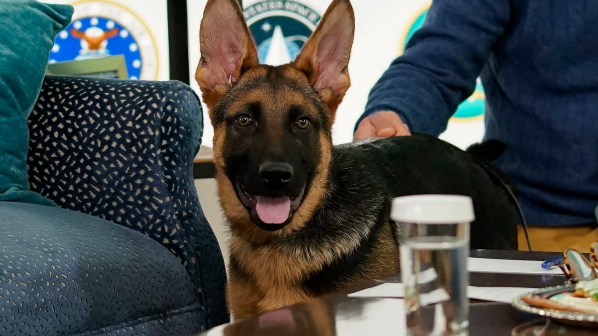 Biden's German Shepard Commander bit Secret Service agents 10 times over four months – NBC Chicago - Vimarsana News