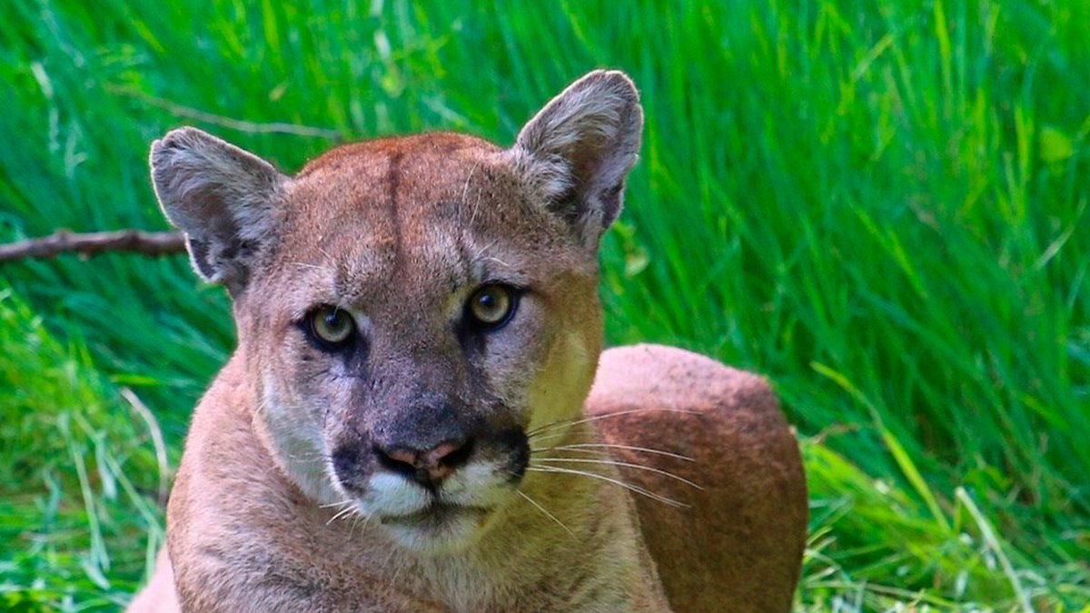 Springfield Mountain Lion Sedated, Taken to Indiana Refuge – NBC Chicago