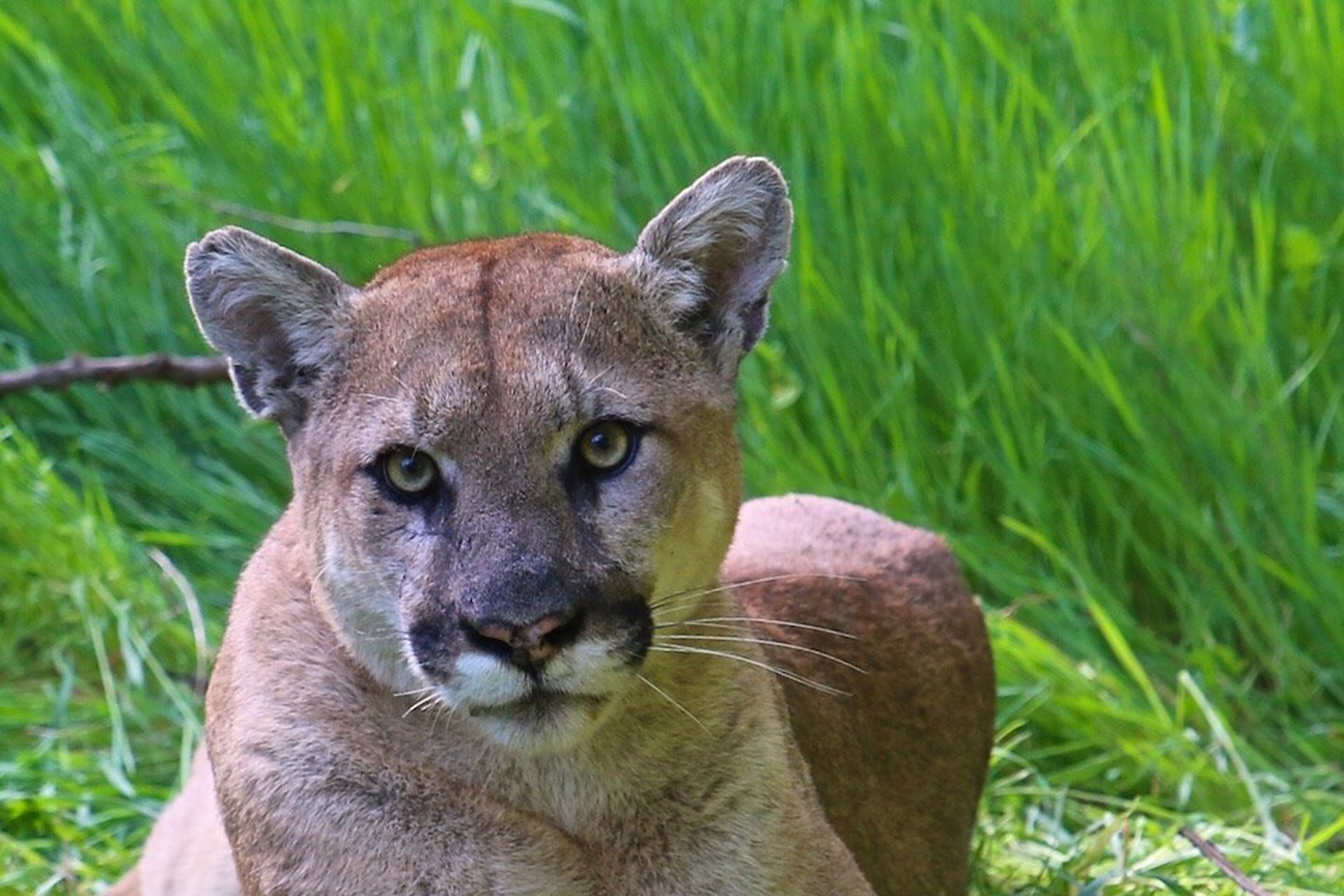Springfield Mountain Lion Sedated, Taken to Indiana Refuge
