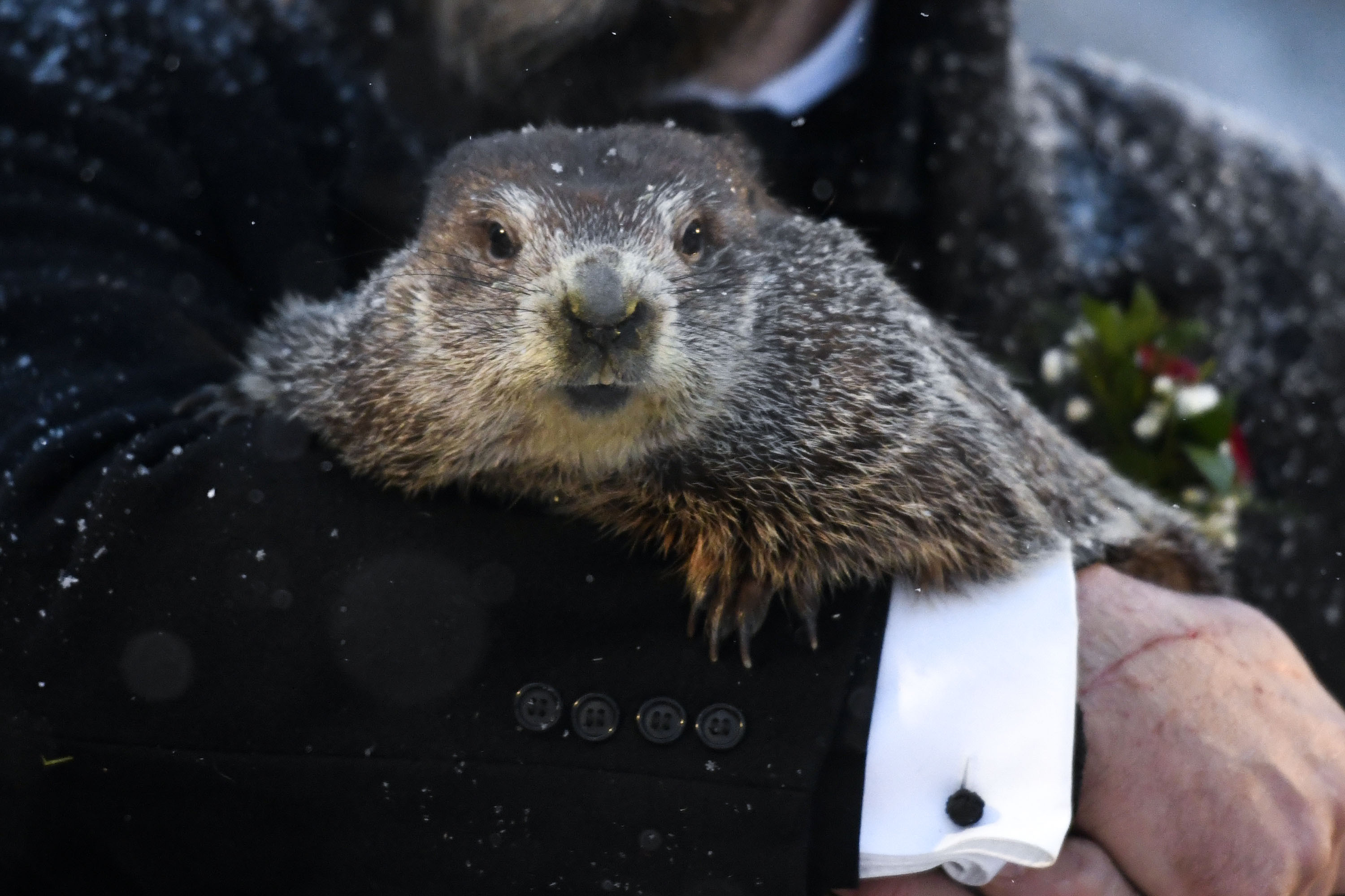 Токсис день сурка. Сурок Фил из Панксатони. Сурок Фил 2022. День сурка (Groundhog Day). Сурок Фил США.