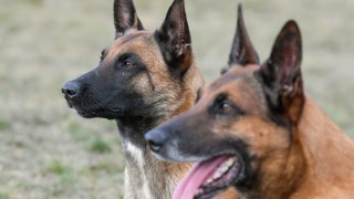 Belgian Malinois