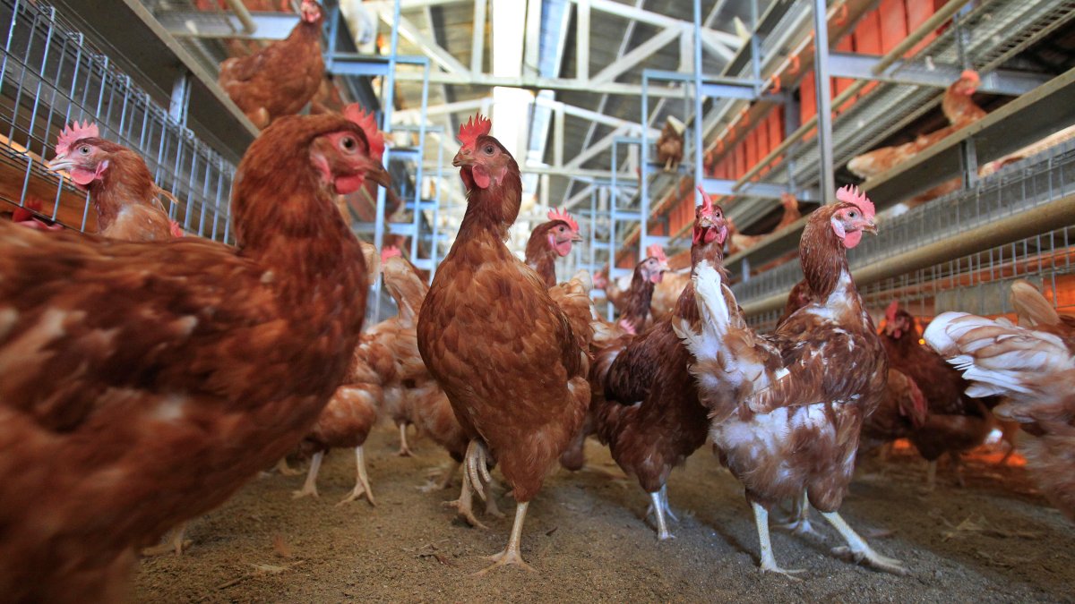 Cage-Free Chicken Efforts Score Surprising Success in Egg Industry – NBC Chicago - Vimarsana News