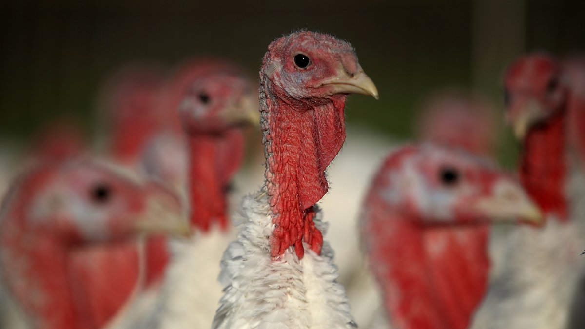 Iowa kills chickens and turkeys over 52K due to bird flu – NBC Chicago