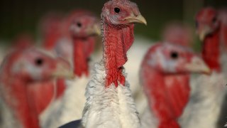 Turkeys Raised On California Farm