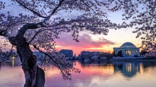 Just before sunrise at the Tidal Basin in Washington, D.C., while the cherry blossoms are in bloom.