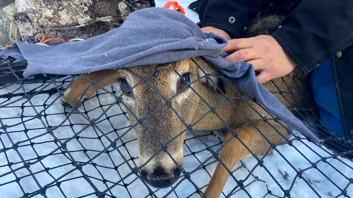 Scientists Test Bears, Deer for COVID, Watch for Possible Mutants – NBC Chicago - Vimarsana News