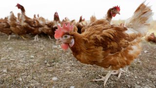 FILE - In this Oct. 21, 2015, file photo, cage-free chickens walk in a fenced pasture at an organic farm near Waukon, Iowa. The confirmation of bird flu at another Iowa egg-laying farm will force the killing of more than 5 million chickens, officials said Friday, March 18, 2022. Spread of the disease is largely blamed on the droppings or nasal discharge of infected wild birds, such as ducks and geese, which can contaminate dust and soil.