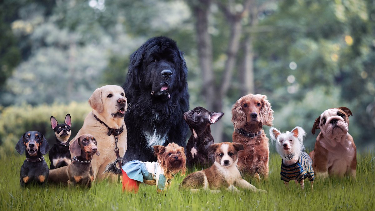 American Kennel Club: Most Popular Dog Breeds of 2021 – NBC Chicago - Vimarsana News