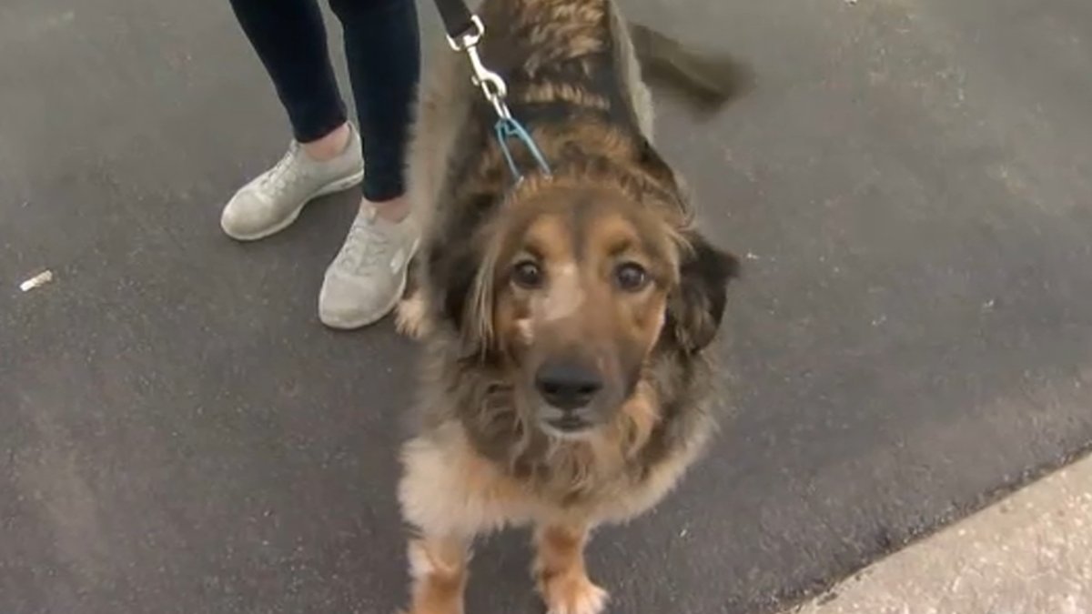 Bond for Aurora Man Charged With Shooting Neighbor's Dog in Head Set at $100K - Vimarsana News