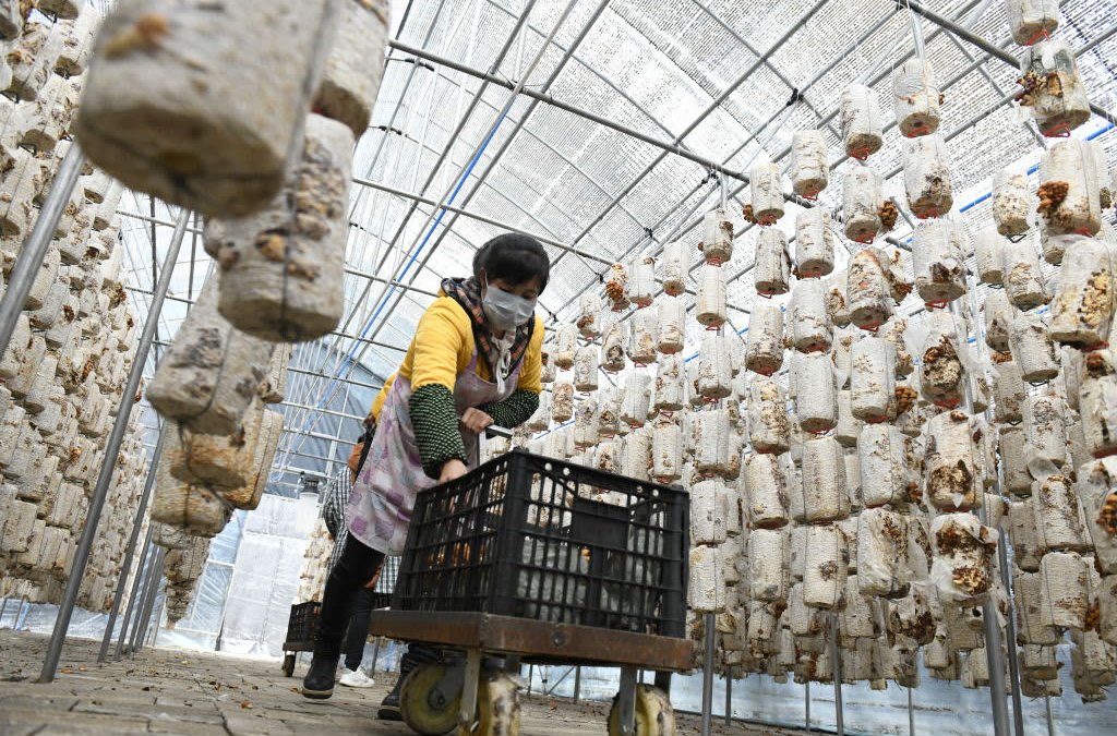 China's Economy May Be 'Struggling' — But It's 'Not in Serious Trouble,' Says Economist – NBC Chicago - Vimarsana News
