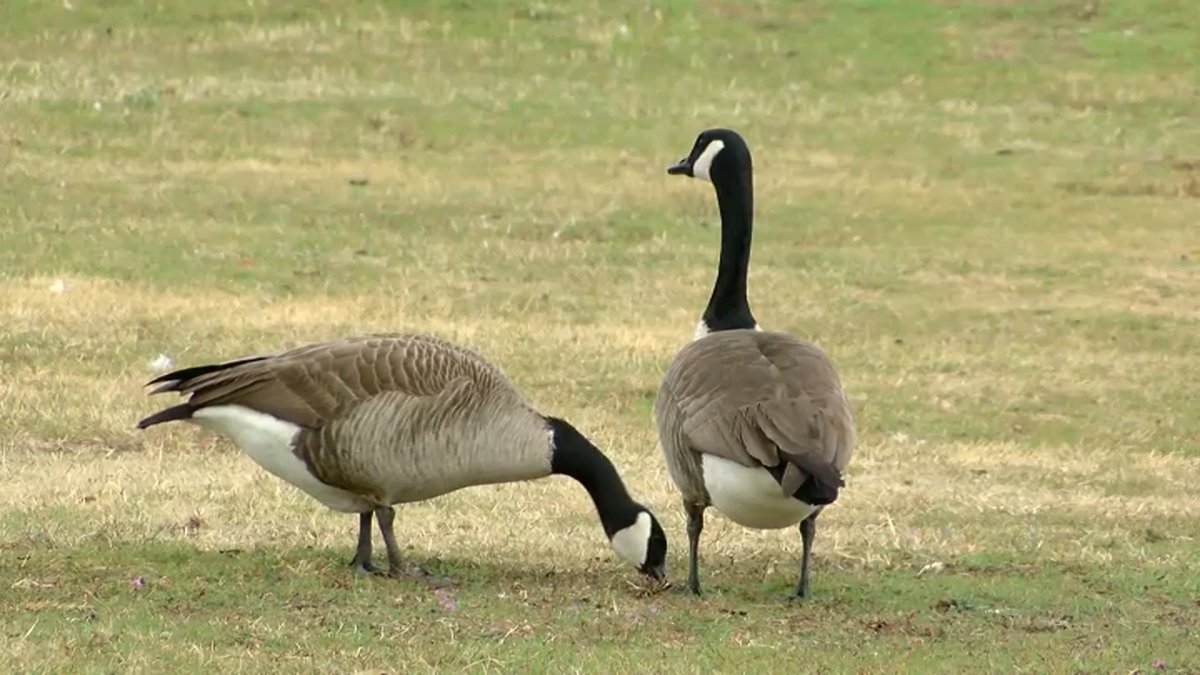 Suburban park district installs goose deterrent system at popular beach. Heres how it works