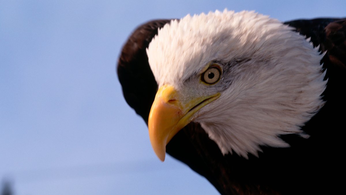 Bald eagle suffering from bird flu euthanized in DuPage County Bald eagle suffering from bird flu euthanized in DuPage County