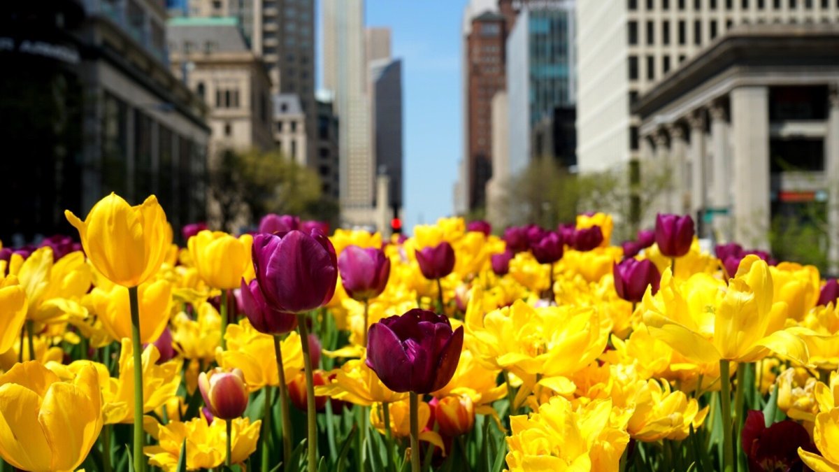Temps Expected to Reach 80s This Weekend in Chicago Ahead of Cold Front - Vimarsana News
