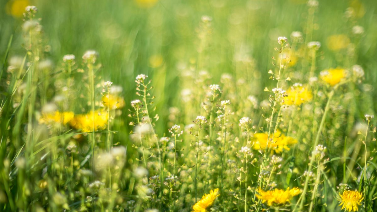 Pollen Count ChicaWhich Allergens Are Peaking in Chicago Right Now and When Should You Move Indoors?go: What's Highest Right Now and How to Find – NBC Chicago - Vimarsana News