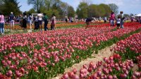 Las granjas de tulipanes estarán en “plena floración” este fin de semana, pero se prevén tormentas