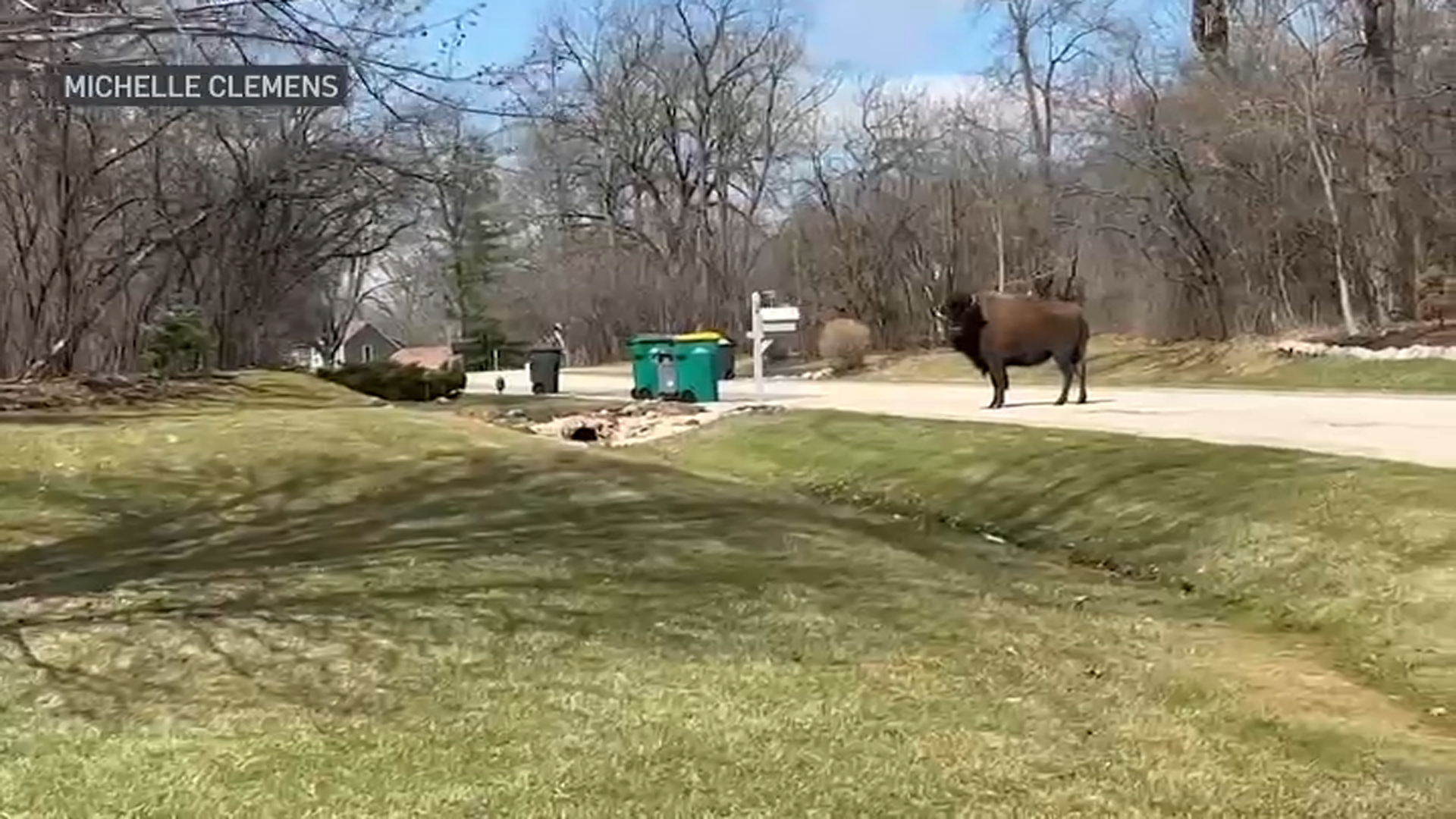 ‘Tyson the Bison’ Safely Captured in Suburban Forest Preserve – NBC Chicago