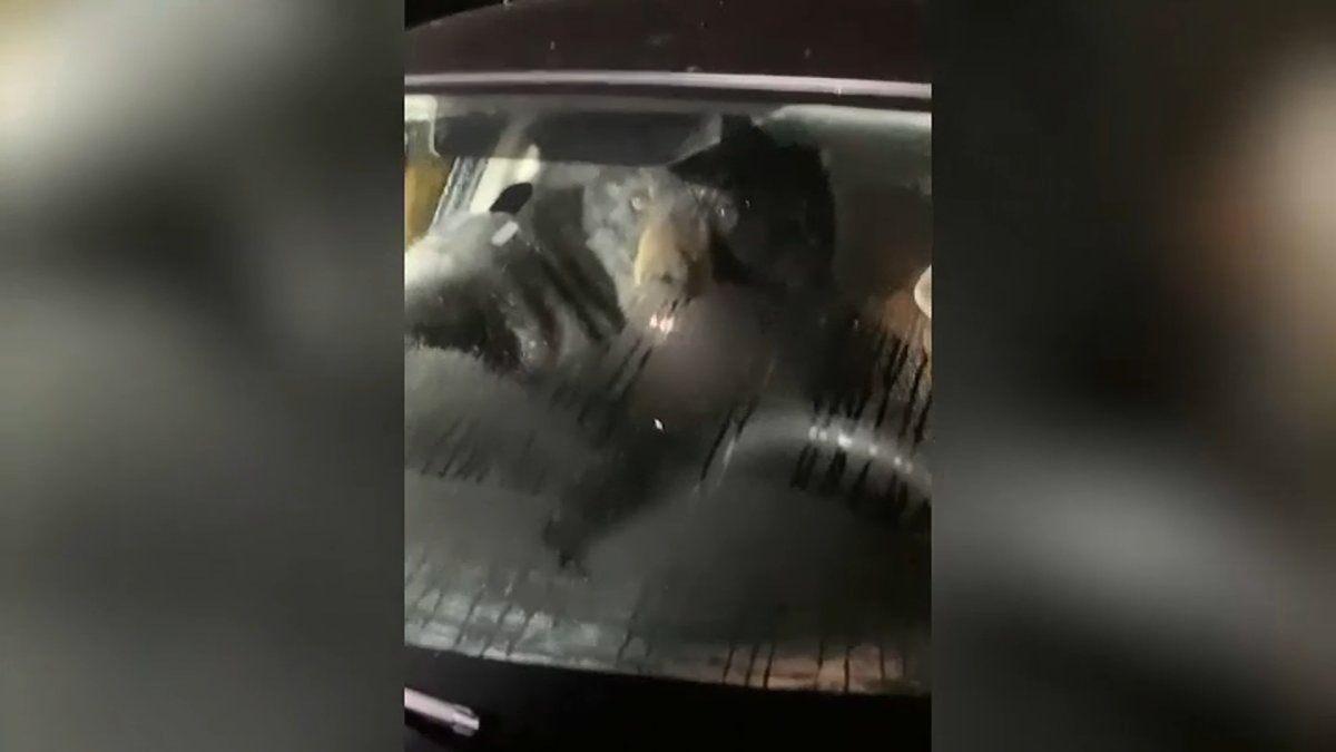 Bear Gets Into Conn. Man's Car, Causes Extensive Damage - Vimarsana News