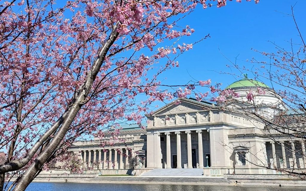 See Chicago’s Jackson Park Cherry Blossoms in Full Bloom Before They’re