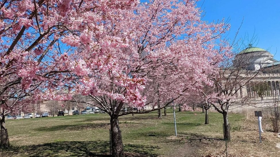 Cherry Blossoms in Nearly Full Bloom in Chicago’s Jackson Park NBC