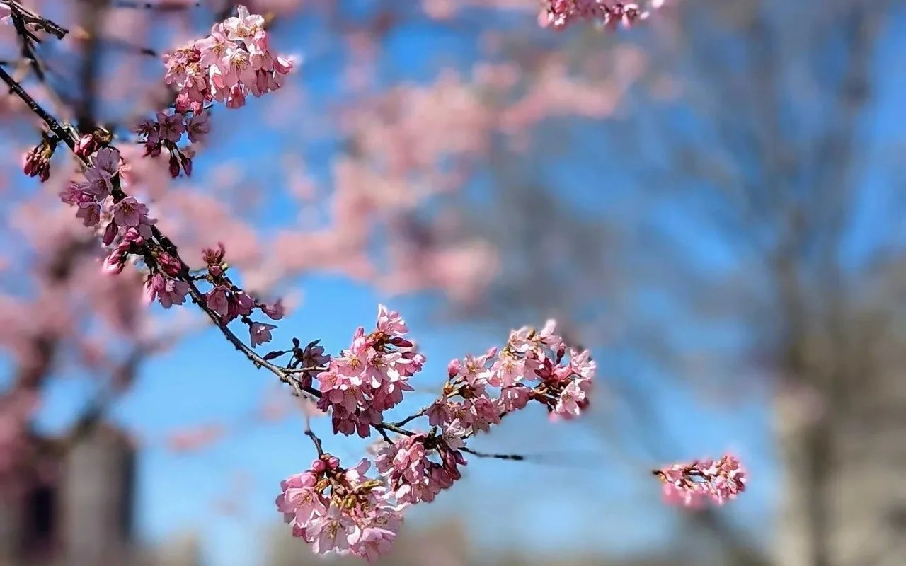 Pink Flower blooming sequence from flower bud to bloom in three