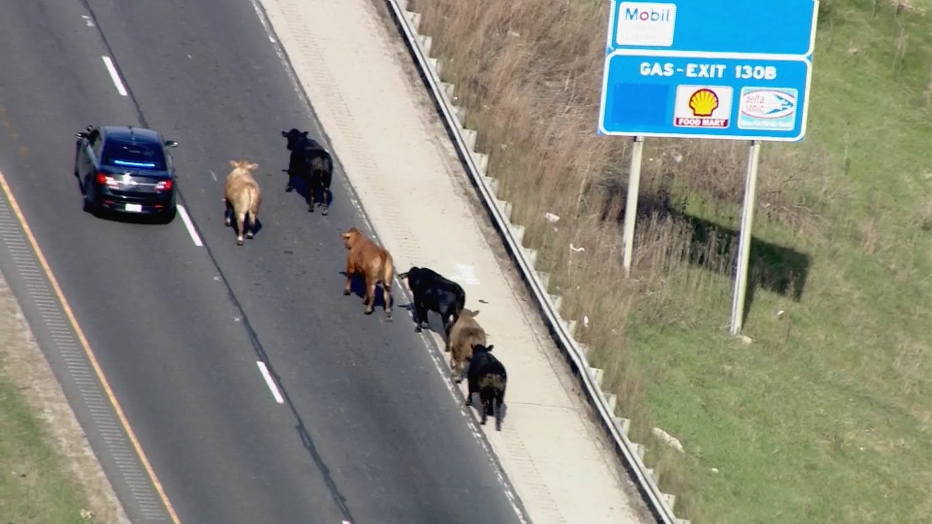 Joliet Farmers Wrangle Cows Thrown From Semitrailer After Crash Shut Down Interstate 80