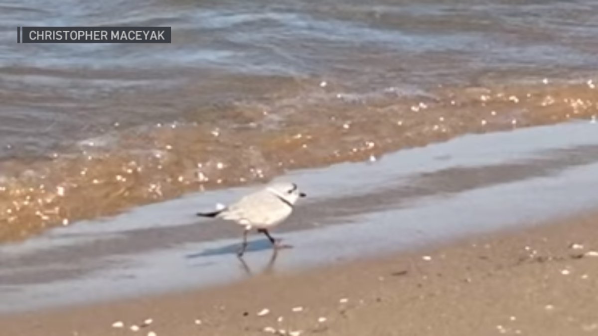 Endangered Piping Plover Makes Stop in Chicago the Same Week as Monty's Return - Vimarsana News