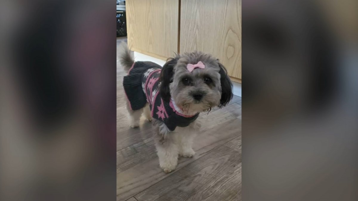 'He's Devastated:' Boy's Emotional Support Dog Disappears From Belmont Cragin – NBC Chicago - Vimarsana News
