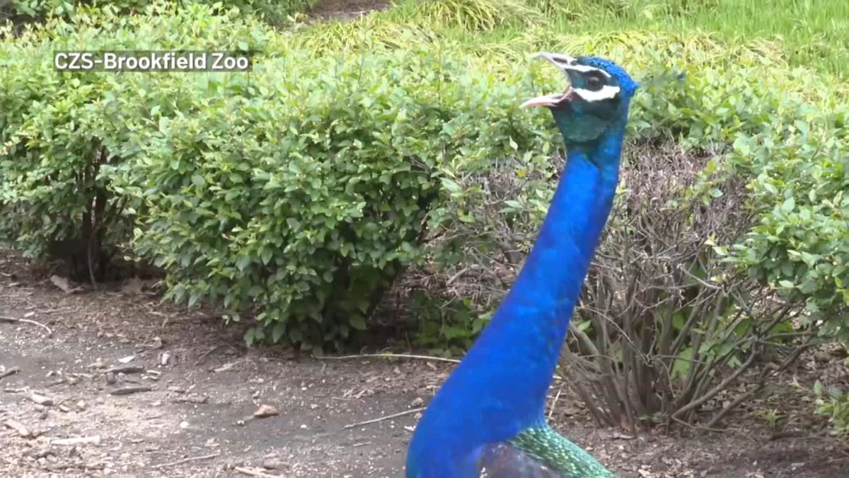 Local zoo closes exhibition amid bird flu outbreak – NBC Chicago