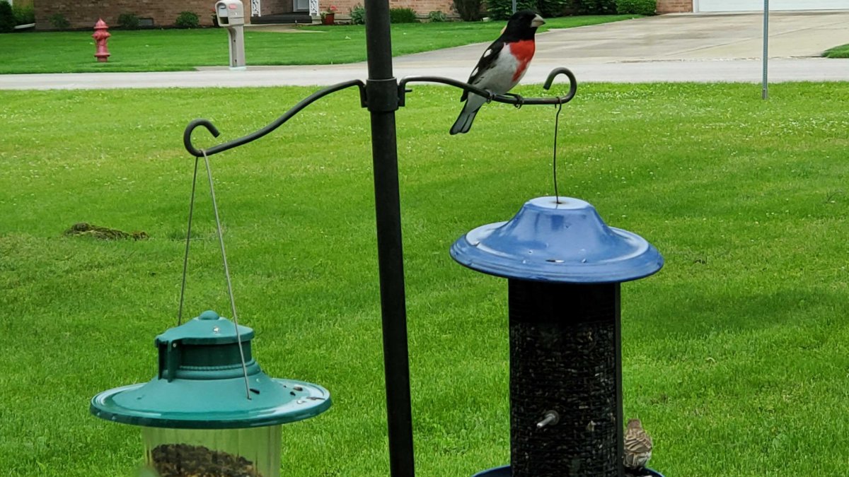 Illinois Residents Can Resume Use of Bird Feeders, Baths After Officials Urged a Stop Due to Avian Flu – NBC Chicago