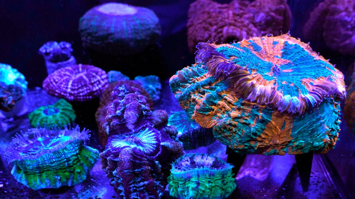 Miami Coral Reefs Provide Stunning Images of World Under Assault – NBC Chicago - Vimarsana News