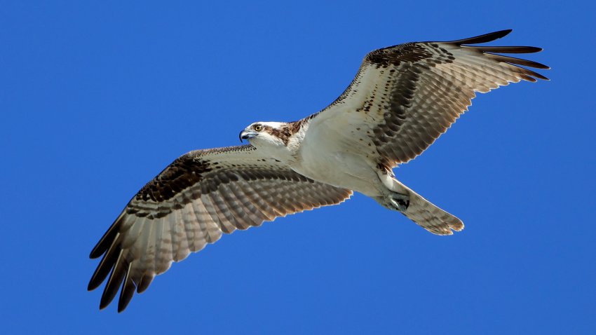 ORLANDO, FLORIDA – MARCH 03: An osprey as seen during the first round of the Arnold Palmer Invitational presented by Mastercard at the Bay Hill Club and Lodge on March 03, 2022 in Orlando, Florida. (Photo by Sam Greenwood/Getty Images)