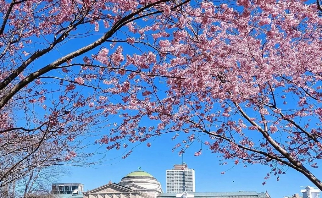 See Chicago’s Jackson Park Cherry Blossoms in Full Bloom Before They’re