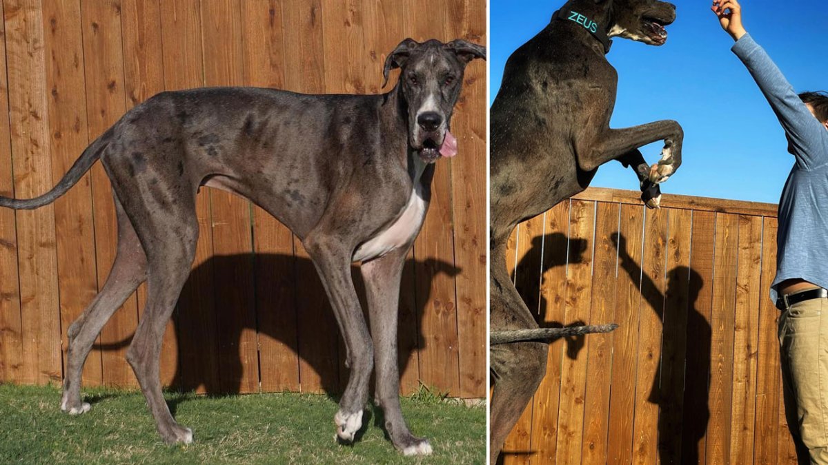 Texas Great Dane Named World's Tallest Dog – NBC Chicago - Vimarsana News