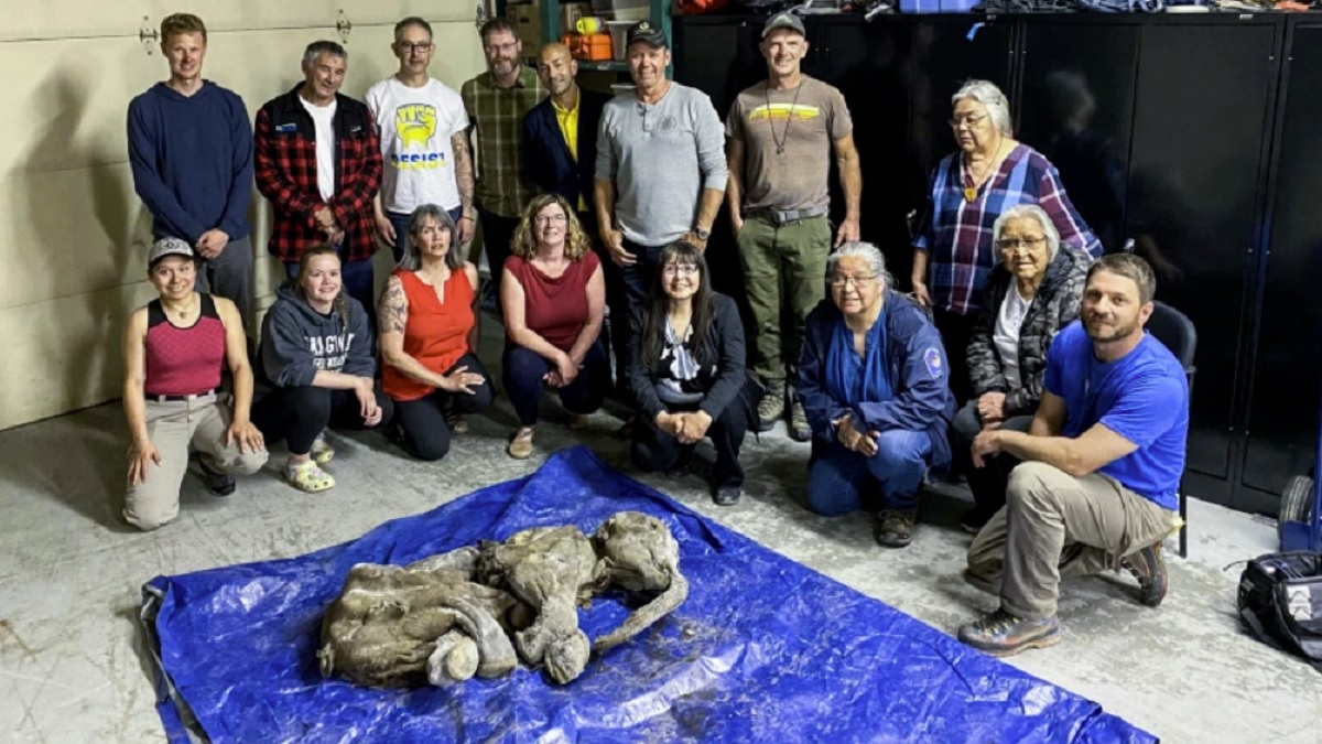 Intact Woolly Mammoth Baby Uncovered in Northwestern Canada