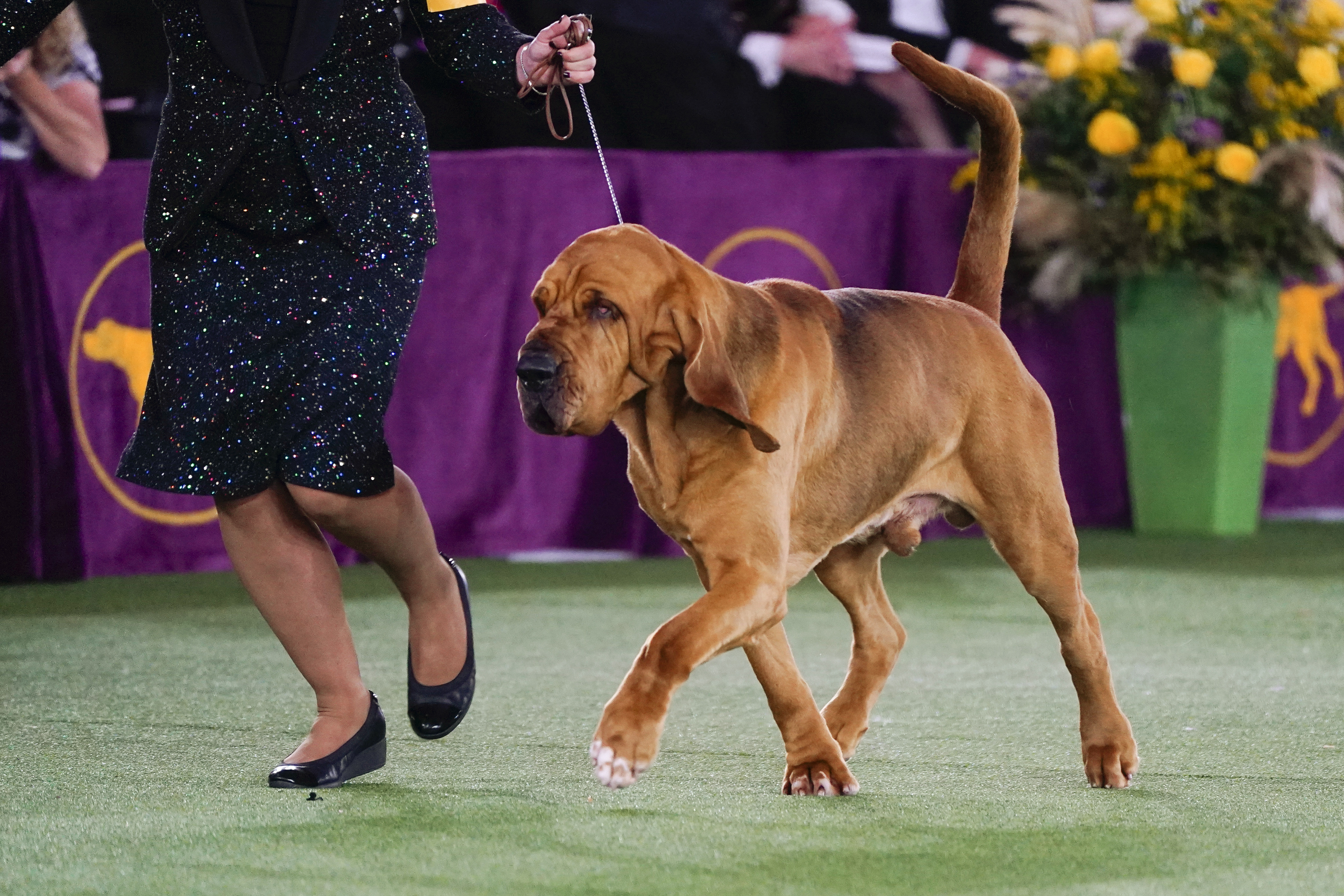 Sound Off! Trumpet Is 1st Bloodhound to Win Westminster Show – NBC Chicago