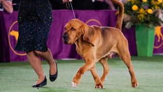 Westminster Dog Show