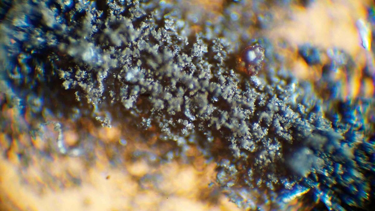 NASA Demands Moon Dust, Cockroach Carcasses Be Returned – NBC Chicago - Vimarsana News