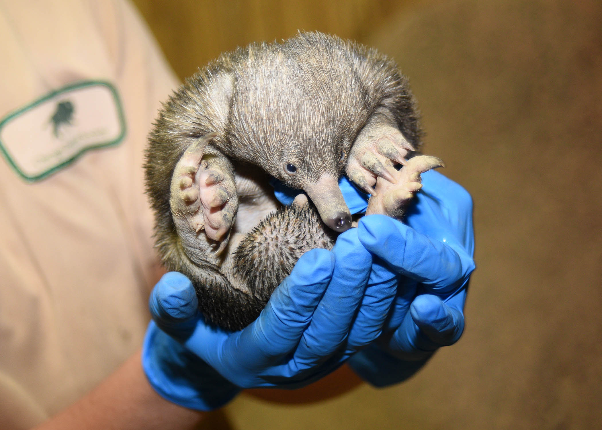 Brookfield Zoo Celebrates Newborn Echidna Puggle – NBC Chicago