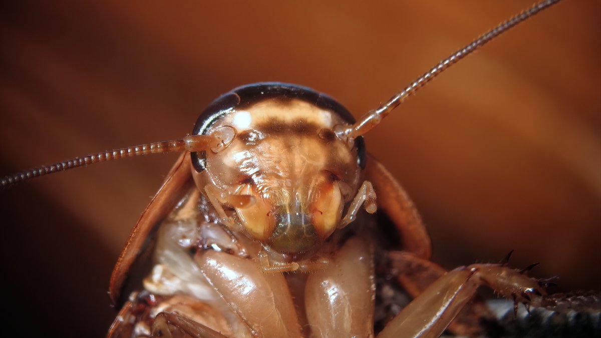 Want 100 Cockroaches In Your Home Nc Company Will Pay You As It Tests New Pest Control Method