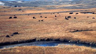 YELLOWSTONE NATIONAL PARK, WY - OCTOBER, 2005: A herd of wild bison graze in Hayden Valley at Yellowstone National Park in Wyoming.