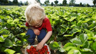 Boy picking strawberries in field
