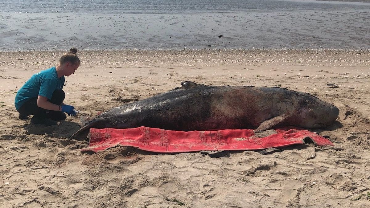 Rare Whale Stranded on NYC Beach Dies Despite Onlookers’ Efforts to Push It Into Water Rare Whale Stranded on NYC Beach Dies Despite Onlookers’ Efforts to Push It Into Water