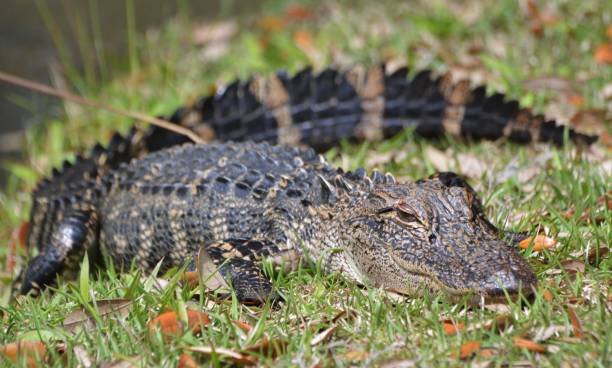 One Dead in Myrtle Beach Area After Alligator Attack – NBC Chicago - Vimarsana News