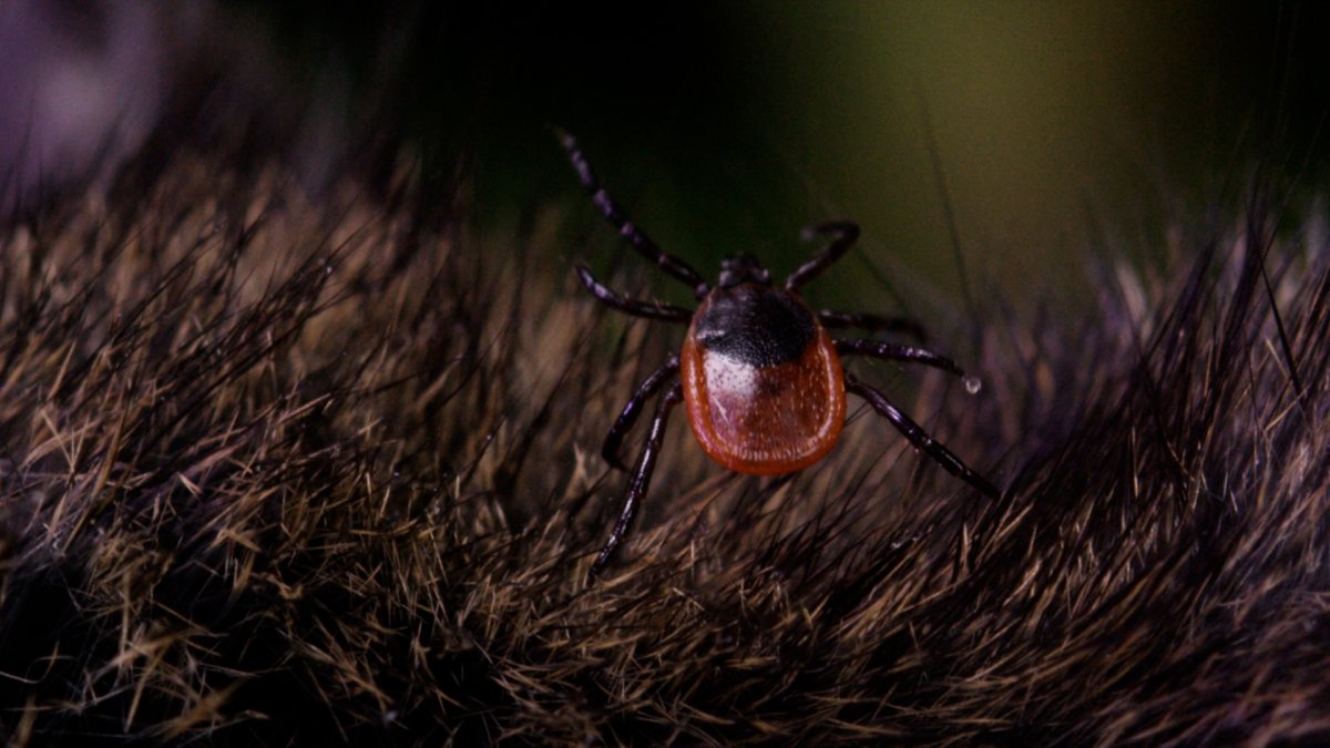 ‘legitimate Increase In The Number Of Ticks Illinois Official ‘tick