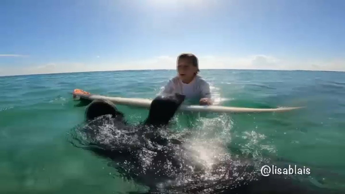 Manatee Caught on Camera Using Child's Surfboard Near Fort Pierce – NBC Chicago - Vimarsana News